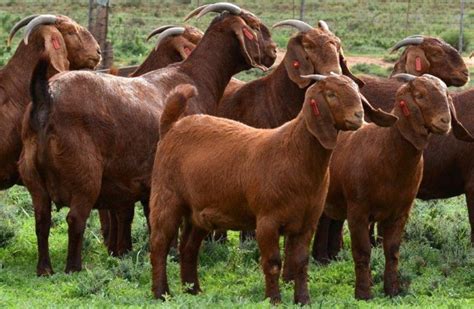 Alive Boer Goats Pure Bread Cheap Export Price Buy Alive Boer Goats
