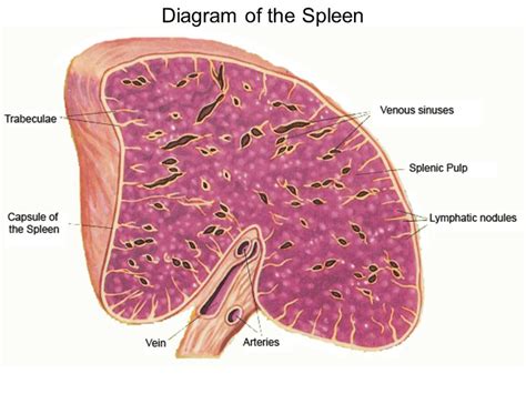 Spleen Histology Cross Section Or Longitudinal Section