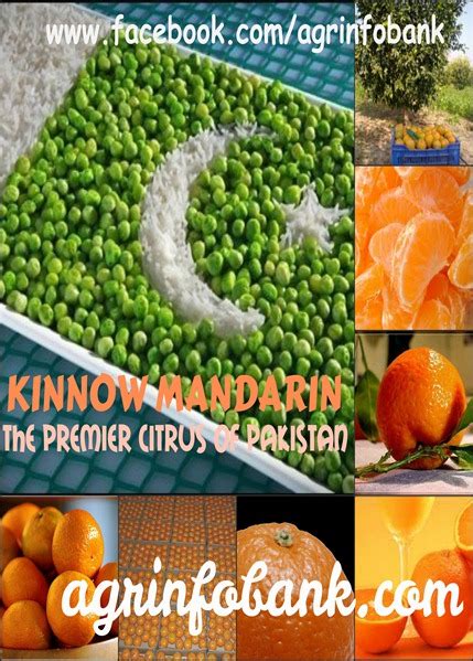 Kinnow Mandarin The Premier Citrus Of Pakistan Agriculture