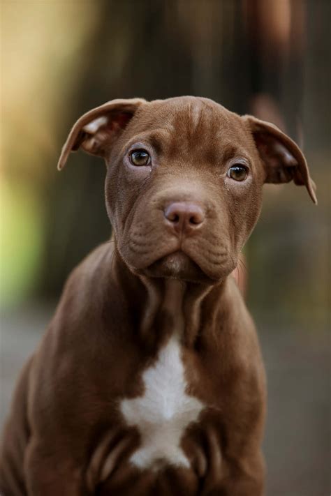 Download Brown Dog Pitbull Puppy Wallpaper