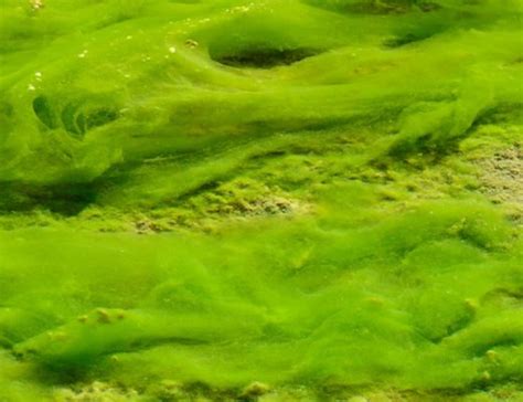 Mexico Sized Algae Bloom In The Arabian Sea Connected To Climate Change