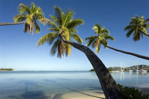 Fiji Leaning Palm Trees South Pacific Stock Photo Image Of