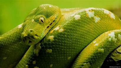 Snake Wallpapers Desktop Backgrounds Snakeskin Ultra Background