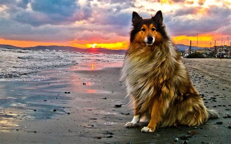 Collie Rough Dog At The Sunset Photo And Wallpaper Beautiful Collie