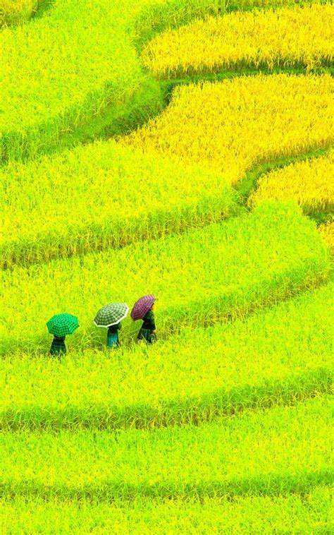 Green Paddy Field Wallpapers Wallpaper Cave