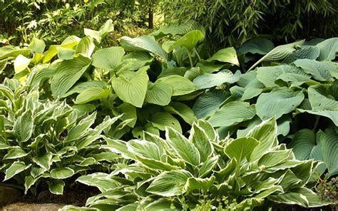 14 Cold Hardy Tropical Plants To Create A Tropical Garden In Cold