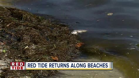 Red Tide Returns Along Sarasota Beaches