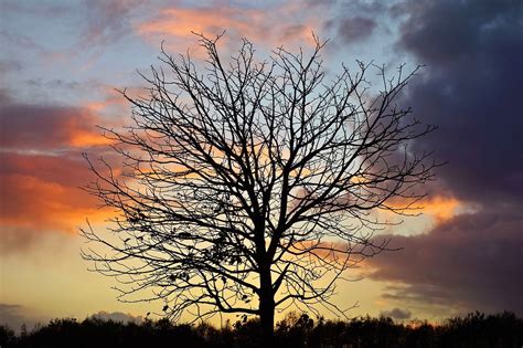 Obrázok zadarmo na Pixabay - Strom, Pobočka, Holé Stromy in 2020 | Bare tree, Sky images, Nature ...