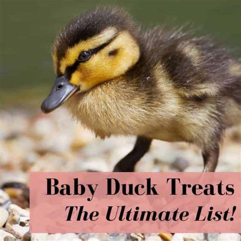 Can Baby Ducks Eat Oatmeal