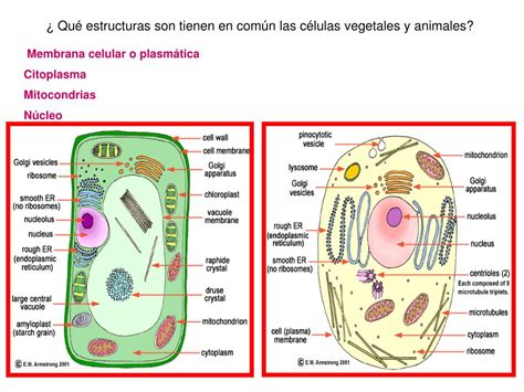 Estructuras Comunes De La Celula Animal Y Vegetal Consejos Celulares