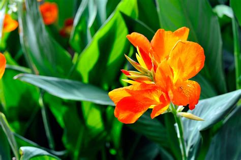 14 Of The Best Plants For Your Drought Tolerant Garden Bob Vila
