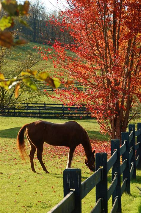 A Beautiful Fall Day Horses Horse Farms Beautiful Horses
