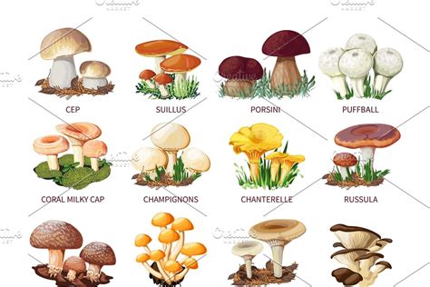Edible mushrooms and toadstools | Custom-Designed Icons ~ Creative Market