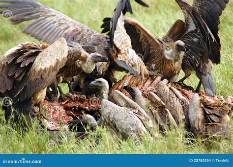 Vultures Attacking And Eating A Buffalo Carcass Stock Photo Image Of