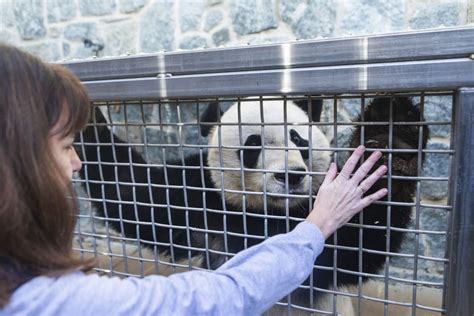 Bei Bei Bye Bye Devoted Us Keeper Waves Farewell To Giant Panda Cub