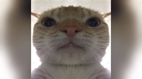 Staring Cat Gusic Know Your Meme