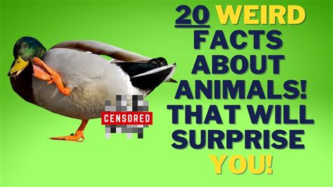 20 Weird Animal Facts That Will Surprise You Updated List Youtube