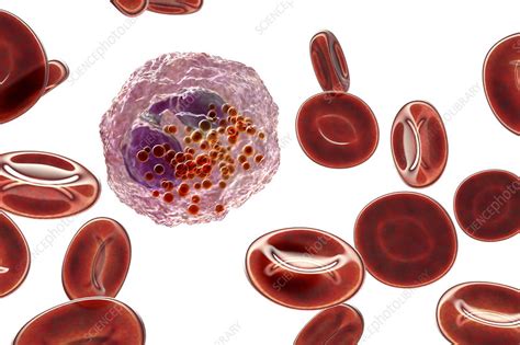 Eosinophil White Blood Cell Illustration Stock Image F0239738