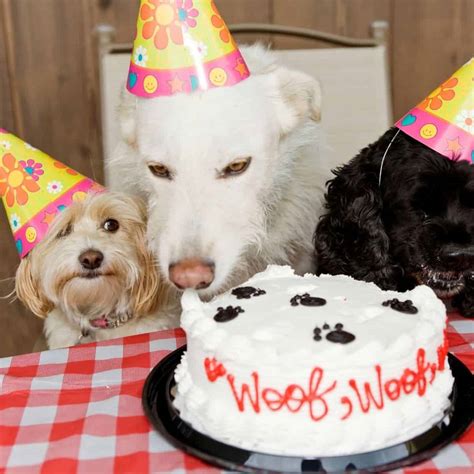 5 Best Dogs Birthday Cakes Mixes For Dogs Birthday House That Barks