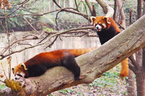 Red Pandas On A Tree In Sichuan Panda Research Center In Chengdu China