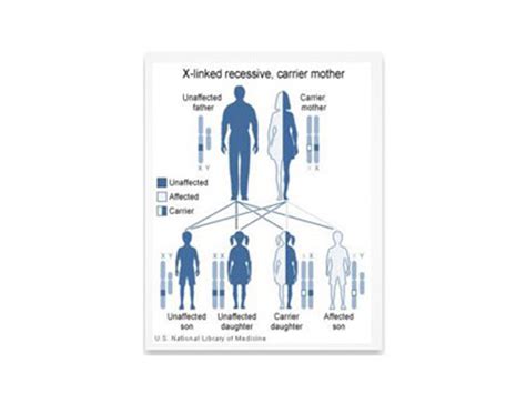 These genes are inherited with the x chromosome (from the mother if it is a boy or from either mother or father if it is a girl). X-linked recessive inheritance - Genetic Disorders UK