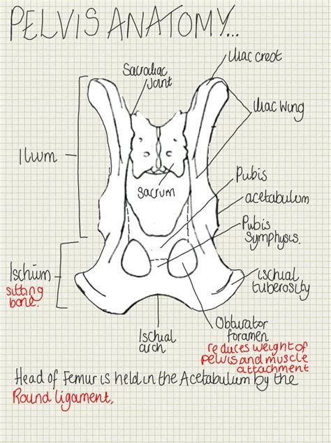 This joint and its ability to rotate in many angles is one of many pieces of anatomy that allows humans to walk. A place to find hints, tips and ask questions. : Anatomy ...