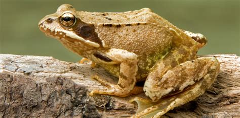 Frostys Ramblings Britains Frogs Toads And Newts Need You