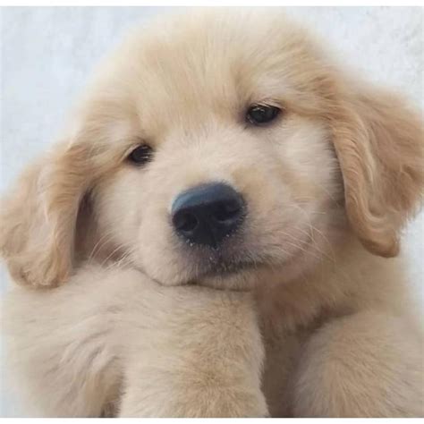 While many of our customers now pick their pup out through. 2 months old AKC Golden Retriever Puppies in Chicago ...