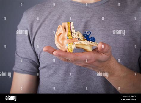 Man Holding The Model Of The Human Inner Ear In Hands Ear Model A