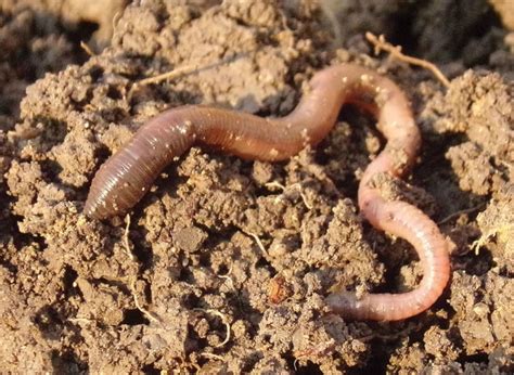 The Value Of Earthworms What Is Their Role In Your Garden