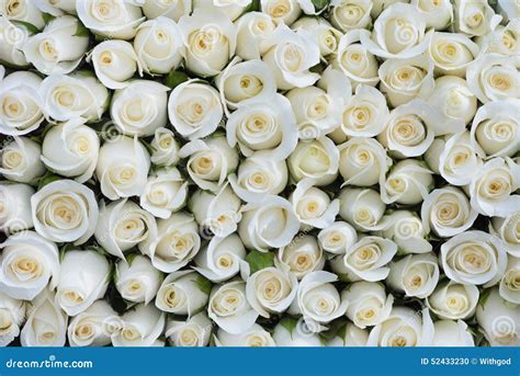 White Roses Background Stock Photo Image 52433230