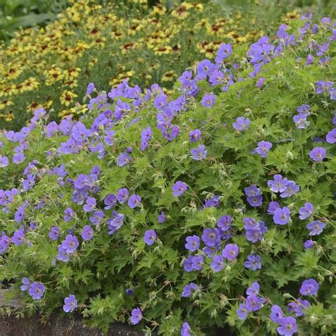 There are few plants that are deer and rabbit proof. Deer and Rabbit Resistant Perennials | Walters Gardens ...