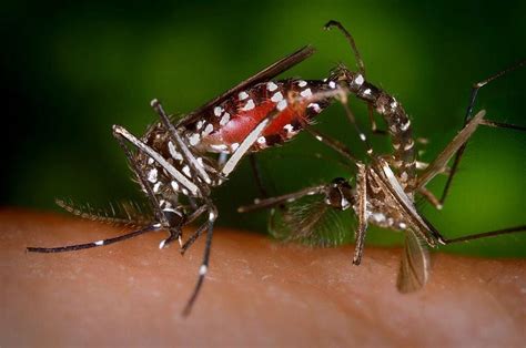 Asian Tiger Mosquito Identified In Wayne County For 4th Time Since 2017