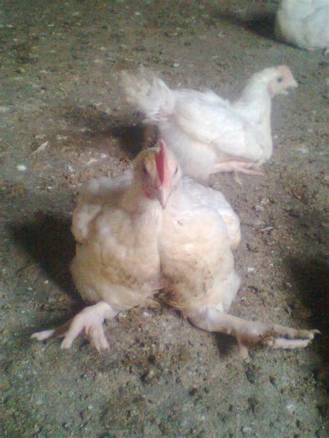 Newcastle disease (nd) is a highly contagious viral disease that affects both domestic and wild birds worldwide. Poultry Business A Very Lucrative Business But First Learn ...