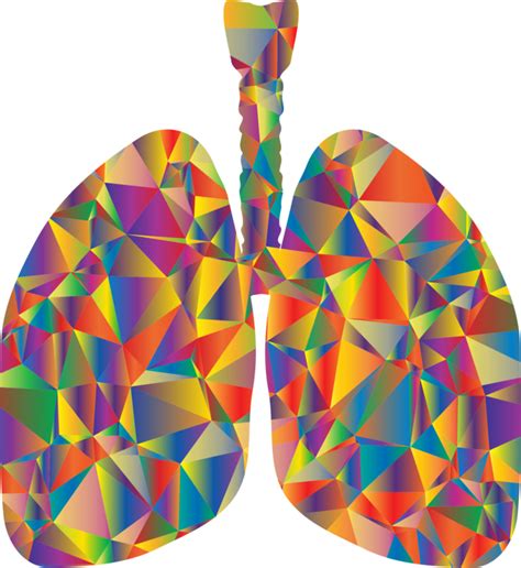 Lung Png Lung Respiratory System Respiration Breathing Organ Lung