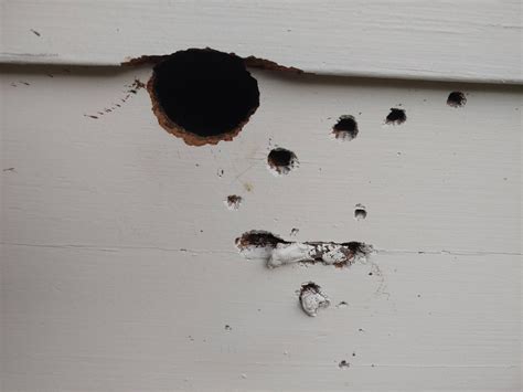Holes Appeared In Wood Siding What Could Have Made These Rhomeowners