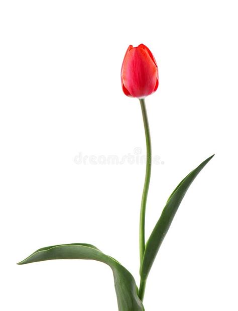 Tulip On A Long Stem With Leaves Isolated On White Background Single