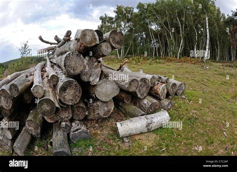 A Pile Of Cut Timber Or Logs In A Forest Clearing Stock Photo Alamy