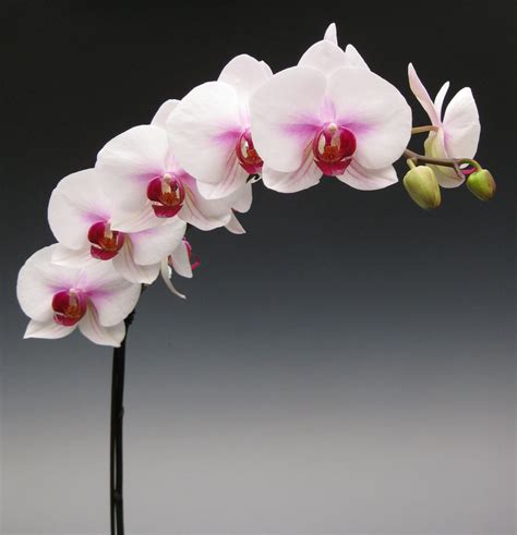 Orchid Flowers For The Administrative Professional Orchidaceous