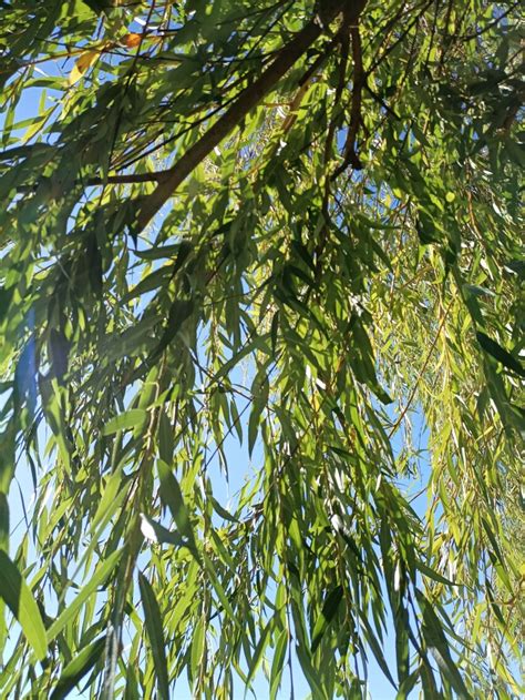 Leaves Of A Weeping Willow Photo 9422 Motosha Free Stock Photos