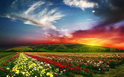 Flower Landscape With Sunset Hd Wallpaper Nature Images Nature Photos