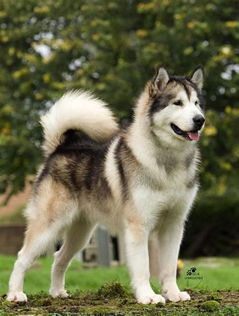 Alaskan Malamute Wallpaper All Puppies Pictures And Wallpapers
