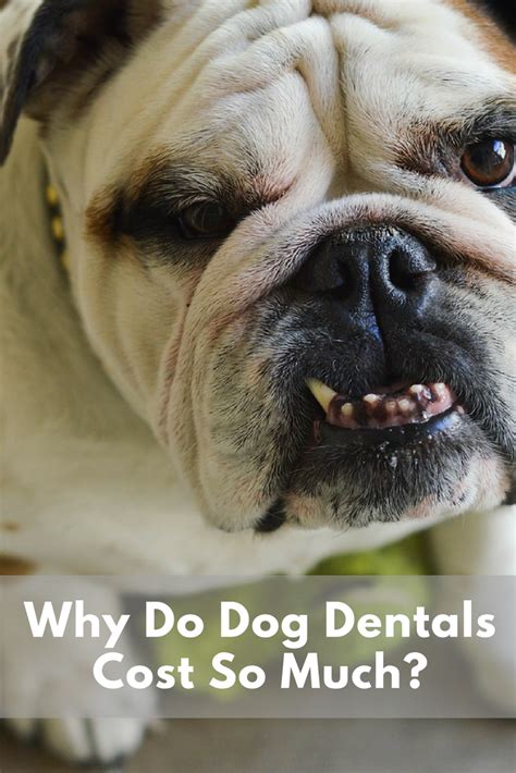 Based on the few reports i received, the average cost to have your dog's teeth cleaned in canada is almost twice that ($1,244). Why Do Dog Dentals Cost So Much? - My Kid Has Paws