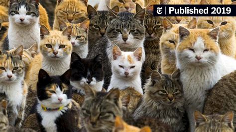 Cats Like People Some People Anyway The New York Times