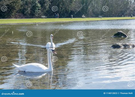 Cisnes Blancos En El Lago Que Alimenta En Agua Clara Imagen De Archivo