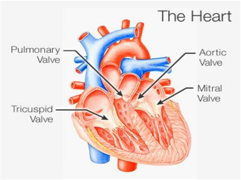 Tricuspid Valve Mitral Valve Heart Valves Mitral Valve Prolapse