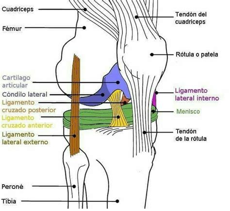 Pinterest Anatomía De La Rodilla Anatomia Humana Huesos Anatomia