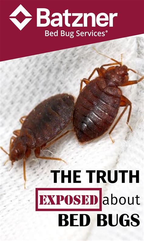 Bed Bug Myths And Facts The Truth About What You Should Know Bed