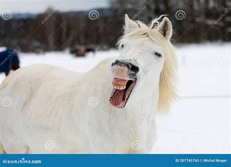 Male White Horse Yawns And Looks Like He S Laughing Stock Image Image
