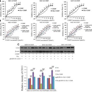 Cd Expression Is Positively Induced In Cddp Resistant Gc Cells